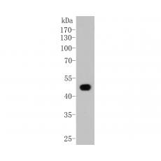 Anti-Fibrinogen antibody [D5-B3]
