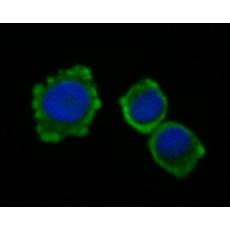 Anti-CEACAM6 antibody [A1E2]