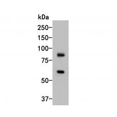 Anti-ICAM-1 antibody [J0-F7]