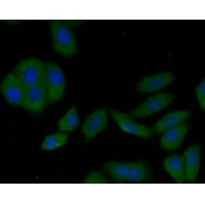 Anti-LAMP2 antibody [C9-9]