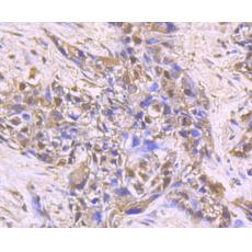 Anti-HSPA5 antibody [A5-C9-G6]