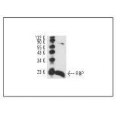 Anti-RBP antibody [4G2]