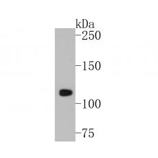 Anti-CD43 antibody [A2F9]