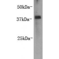 Anti-ZFP-42/REX-1 antibody [E7-B7-A7]
