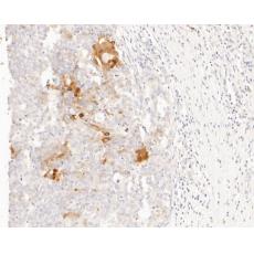 Anti-MUC1 antibody [A4D9]