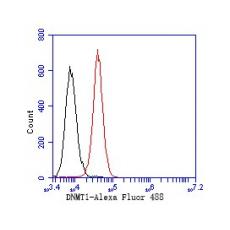 Anti-DNMT1 antibody [A3A9]