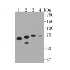 Anti-MTA2 antibody [17A2]