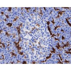 Anti-Cytokeratin 19 antibody [A3D1]