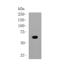 Anti-Albumin antibody [1-G10]