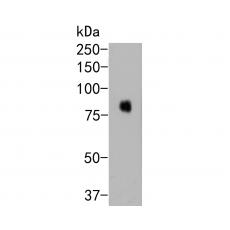 Anti-SIRP alpha antibody [A3E3]