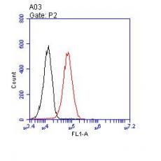 Anti-CD166 antibody [5-5]