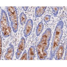 Anti-MUC5AC antibody [A3H3]