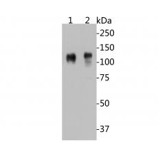 Anti-CD68 antibody [A3C3]