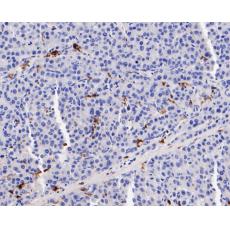 Anti-CD68 antibody [A3C2]