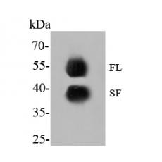 Anti-GATA3 antibody [A3G6]