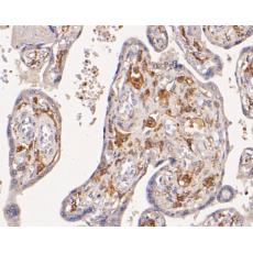 Anti-CD163 antibody [A3B3]