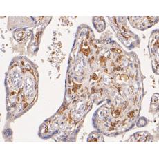 Anti-CD163 antibody [A3B3]