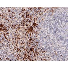Anti-CD42b antibody [13G2]