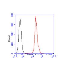 Anti-ZAP70 antibody [A1B7]