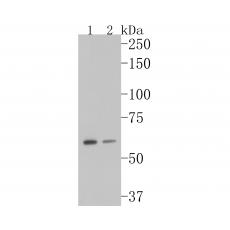 Anti-GADD34 antibody [A4D7]