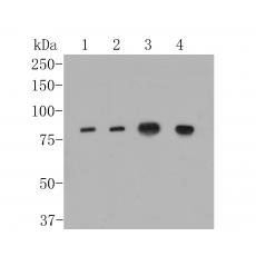 Anti-APOER2 antibody [13B2]