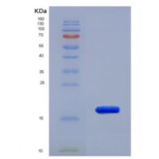 A549-LUC-GFP-PURO 细胞